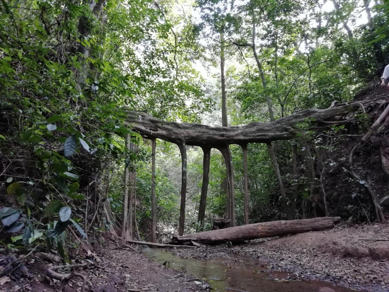 Hummingbird House B&B Monteverde Luaran gambar
